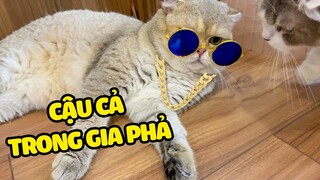 CẬU CẢ Ở TRONG GIA PHẢ | The Happy Pets #109