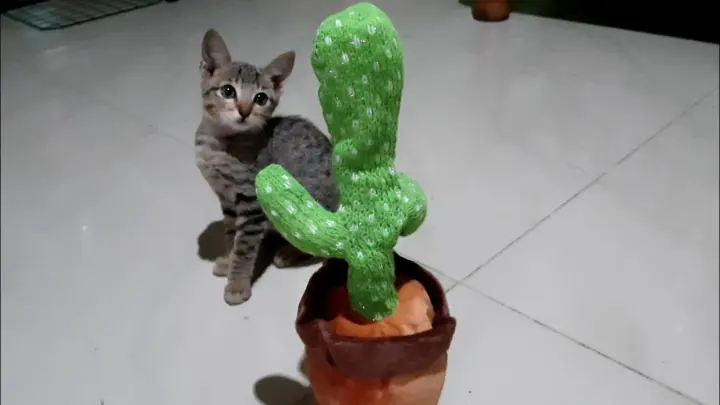 Cats VS Dancing Cactus#dancingcactus