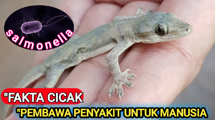 3 Penyakit Di bawa Oleh Cicak