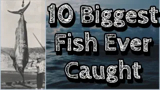 Top 10 biggest fish ever caught