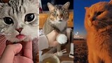 tổng hợp những video chó mèo cute dễ thương nhất tiktok