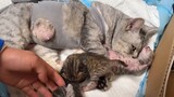 Sau khi sinh mổ cho chú mèo hoang Baxi, cô không còn lựa chọn nào khác ngoài việc cho ba chú mèo con
