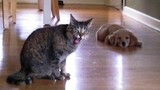 Funny animals - Funny cats / dogs - Funny animal videos #86