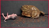 Pixie Frog And Pink Rat Pup / Warning Live Feeding.