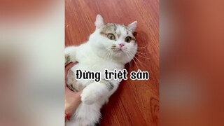 Đùa chứ triệt xong chúng nó quấn hơn, ngoan hơn nhoaaaaa cat mèo