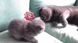 รวบรวมวิดีโอน้องแมวน่ารักและตลก - แมวน้อย 2020 #7