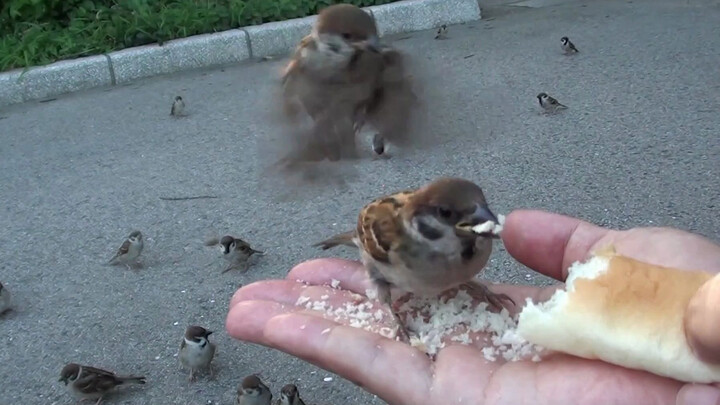 Orang tua bilang burung pipit pemarah, tidak suka diberi makan