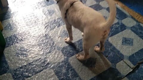 doglover