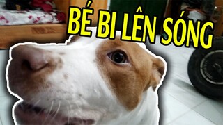 Bé BI PITBULL Chơi Nhặt Đồ Cùng QUANGSPIN