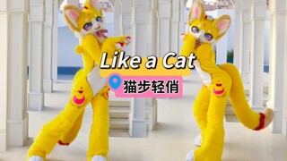 全装怎么能少了这支舞♡猫步轻俏Like a cat