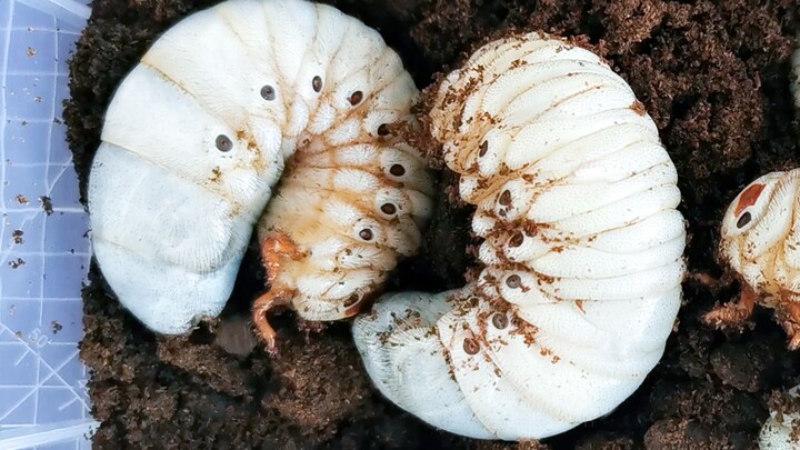 [Beetle breeding] chubby beetle larvae