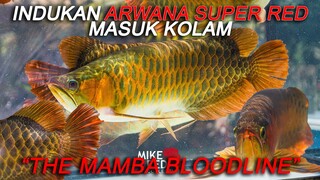 Indukan Arwana Super Red Masuk Kolam, Gimana Menurut Kalian Induknya? | Mike Red Farm, Chapter 3