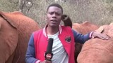 ขณะรายงานเรื่องฝูงช้าง เด็กชายชาวเคนยาคนหนึ่งถูกงวงของลูกช้างที่อยู่ข้างหลังเขาสัมผัสได้