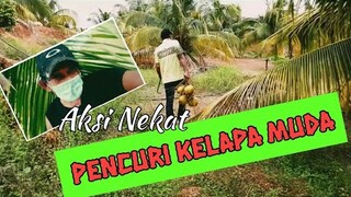 Bawa Lori Masuk kebun Curi Kelapa Muda || Blands Hidayat