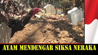 Reaksi ayam di saat mendengar siksa kubur benarkah seperti ini