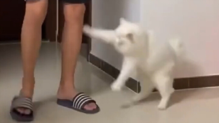 Cats Are Naturally Hitmen LOL
