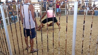 napilayan yung manok ko.nka tabla lang (1st fight)