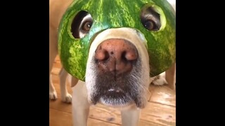 funny dog