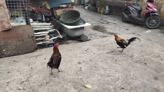 on molt cocks