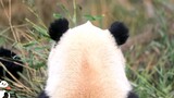 【大熊猫奇一】不吹不黑，呆毛奇一给了游客们从头到尾的惊喜！