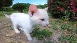 Anak Kucing Di Taman Yang Membuatku Berdebar-Debar
