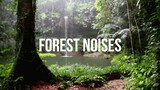 Forest background noises/music
