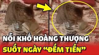 Nỗi khổ của mèo NHÀ GIÀU, ngày nào cũng phải "ĐẾM TIỀN" 😂 | Yêu Lu