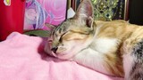 Cat smiling while sleeping | Can you tell How HAPPY my Cat is