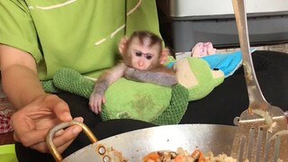 Little chef Mino monkey enjoy watching mommy cooking