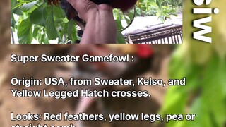 Super Sweater Gamefowl