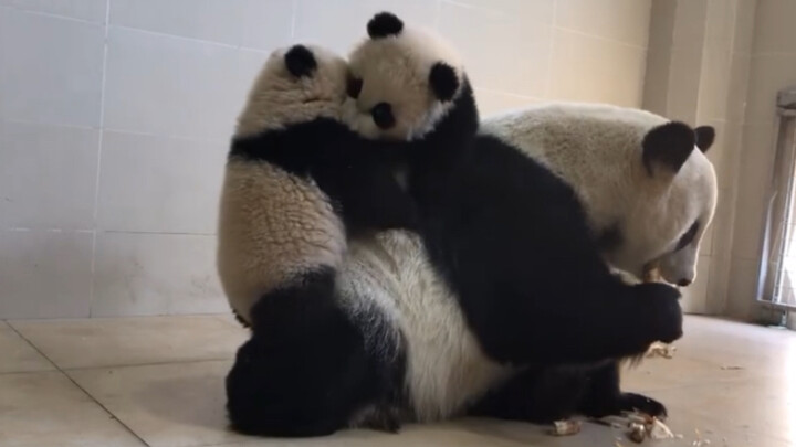 Panda babies playing on mommy's back