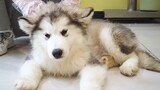 [Pecinta Anjing] Husky yang diberi eutanasia, sedih sekali~
