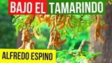 BAJO EL TAMARINDO ALFREDO ESPINO 👨‍🌾🫒 | Jícaras Tristes Auras del Bohío 🍯 | Alfredo Espino Poema