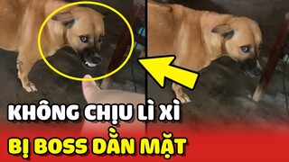 Cô gái bị Boss DẰN MẶT vì sang nhà chơi mà không chịu LÌ XÌ 😂 | Yêu Lu