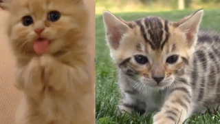 Baby Cats - การรวบรวมวิดีโอแมวน่ารักและตลก 2020