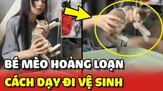 Hoảng loạn với lớp học DẠY MÈO ĐI VỆ SINH ĐÚNG CÁCH của cô Sen 😂 | Yêu Lu