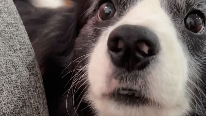 Cara mendapatkan kekaguman dari Border Collie