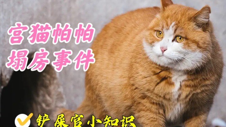 宫猫帕帕传奇，一只橘猫是如何在短期内从草根逆袭到猫设坍塌的