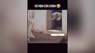 Hú hồn con chồn 😂😂pet fyp thucungvuinhon yeudongvat thucung dongvathaihuoc