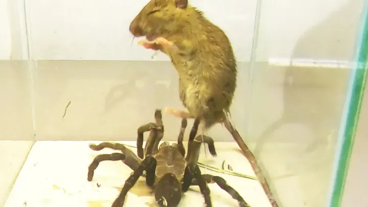 [Insect] Feverish Spider VS Raging Rat, An Epic Battle!
