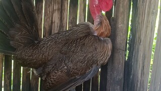 cobra hen pero tumitilaok