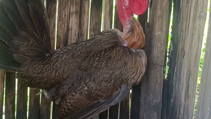 cobra hen pero tumitilaok