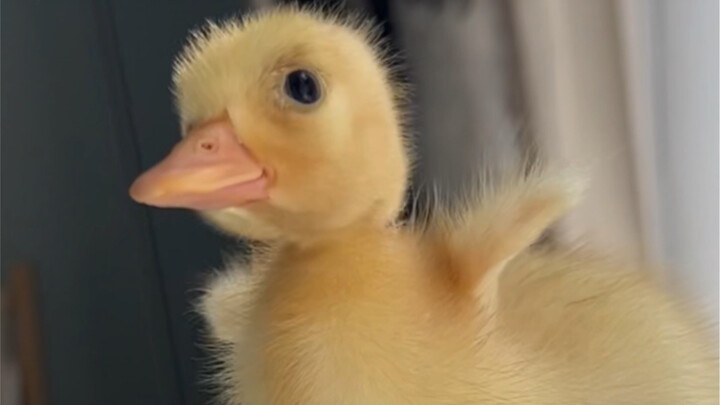 a duckling