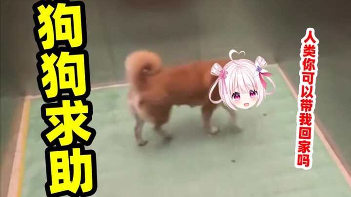 狗狗回不了家也是会求助于人类的！！！