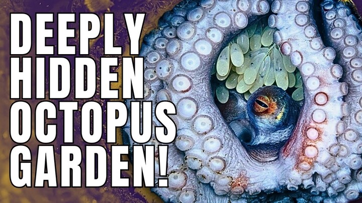 What's Hidden in the Octopus Garden? Dive Deep to Find Out!