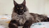 [Động vật] Mèo Maine Coon được chọn 5 tháng tuổi dù vẻ ngoài hung dữ