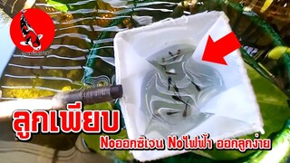 5บาท10บาท ลูกเพียบ noออกซิเจน noไฟฟ้า เลี้ยงง่าย l คุณพ่อคราฟ