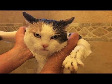 Funny animals - Funny cats / dogs - Funny animal videos / Best videos of November 2022