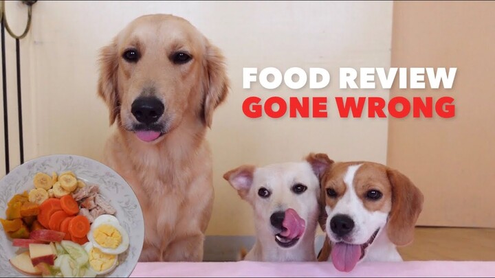 Dog Reviews Healthy Food With Sisters (Golden Retriever, Beagle, & Aspin)