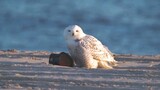 [Động vật]Khi cú tuyết Greenland tìm thấy chiếc giày bên bờ biển ...